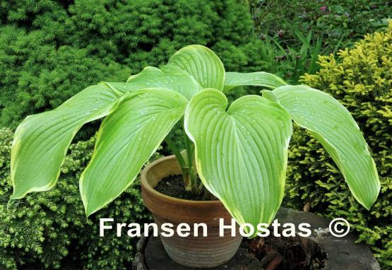 Hosta Lakeside Swan Pon